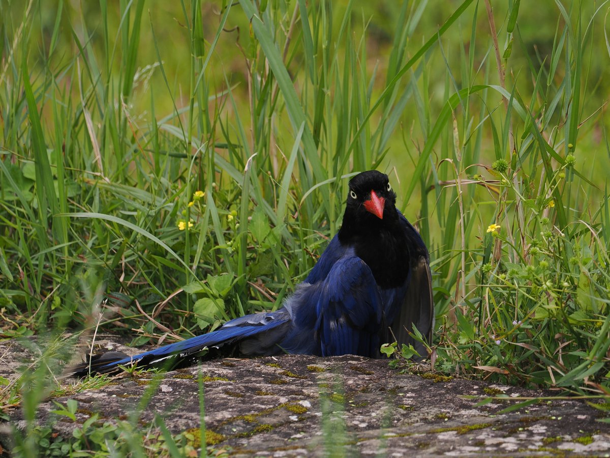 taiwanbirdguide's tweet photo. Anting #TaiwanBlueMagpie #臺灣藍鵲 #台灣藍鵲 on the ground
#Frontbird
#TaiwanBirdGuide #bird #birding #birdtour #Taiwan https://t.co/fg9oMdZDq6
