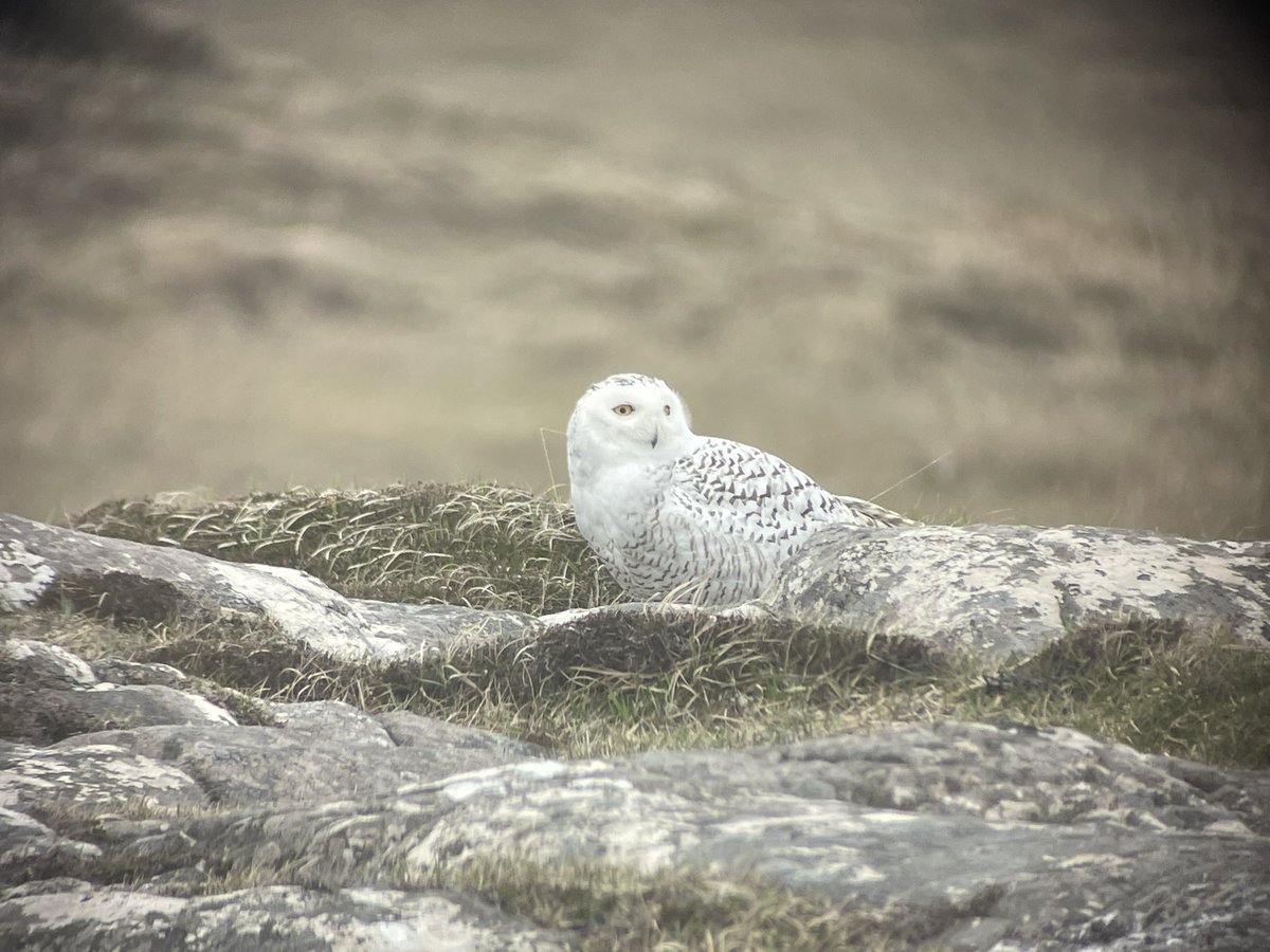 Couple of stills of the North Uist Snowy Owl.