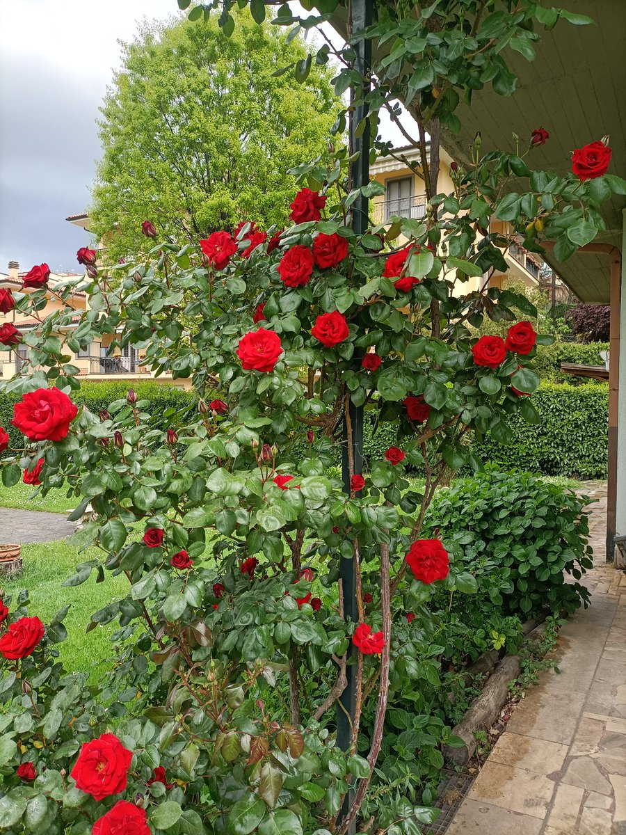 susanthasri's tweet photo. The Roses 🌹 I see every day in my garden... https://t.co/8RfzjE90it