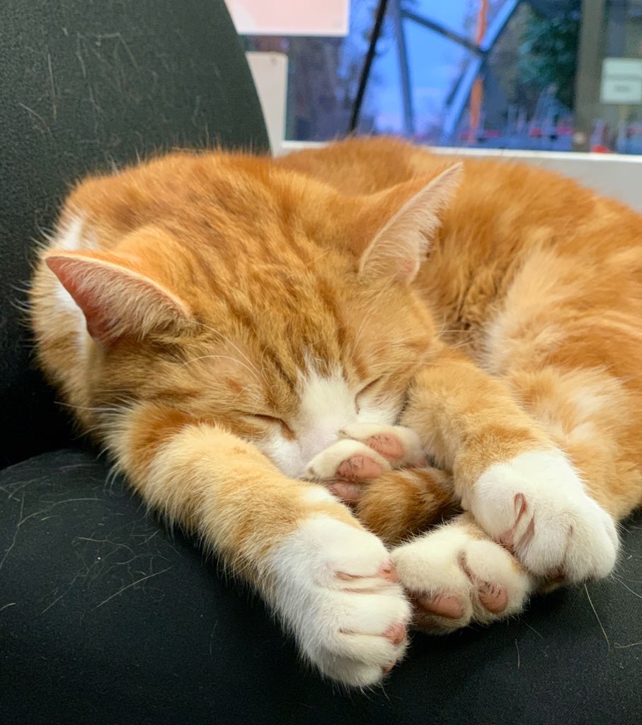 Night night sweet dreamies 

Your current situation is temporary, and you are stronger than it could ever be. 

Let yourself heal and remember there is happiness out there for you. 

#cats #CatsOfTwitter #CatsOnTwitter