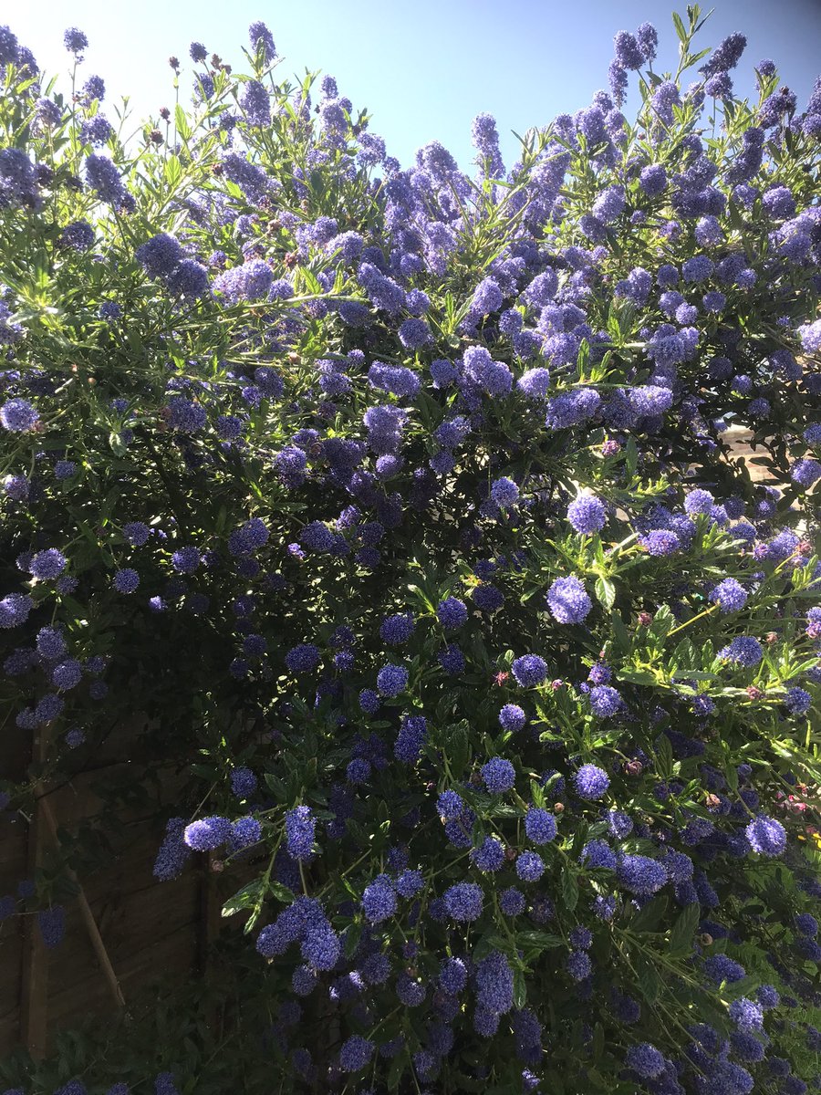 Our Ceanothus looking great in the May sun. 👍 ☀️