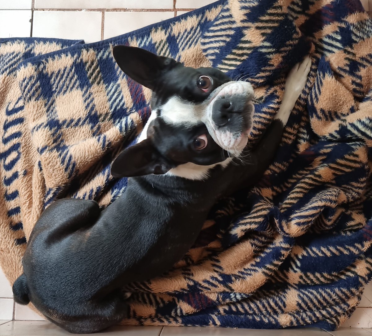 TheBostonDoggo's tweet photo. Mommy I'm just going to Nap a bit more...

#nft #nftcommunity #nftart #nftcollector #nfts #doggonft #bostonnft #crypto #nftinvestor #polygon #polygonnetwork #polygonart https://t.co/GbyvVE6toO
