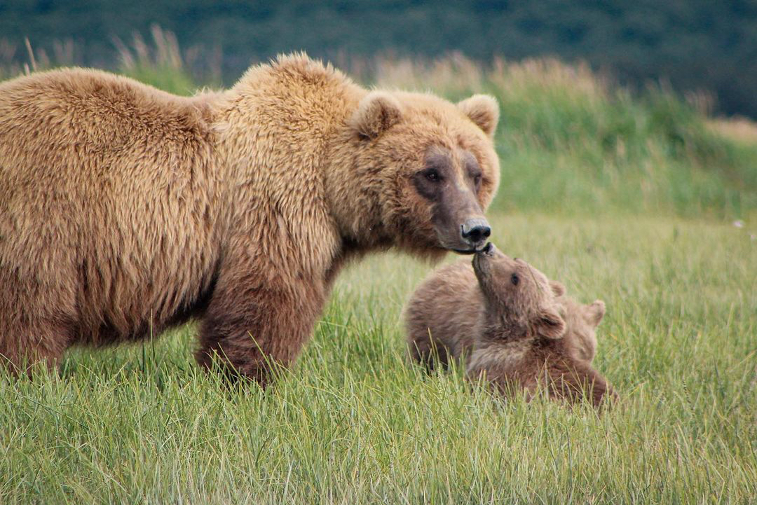 VisitHomer's tweet photo. Sending love and admiration to all the mama bears this Mother's Day! 🤰🐻 

📸 : @alaskabearadventures https://t.co/qmWBnX8by8