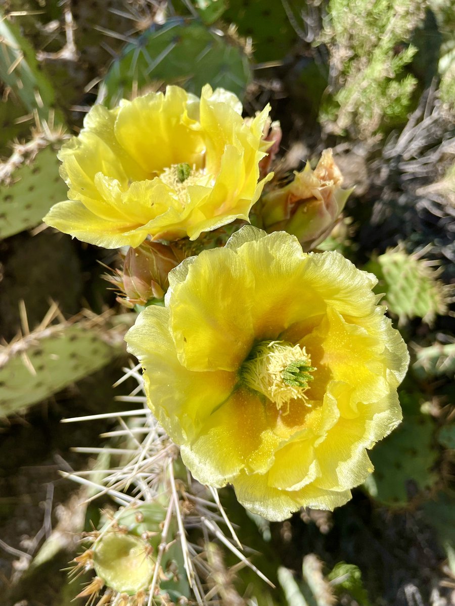 minwadhwa's tweet photo. Wonderful hike with @AstroDocScott on this spring morning! #HappyMothersDay #DesertInBloom https://t.co/2Axc9iCqj7