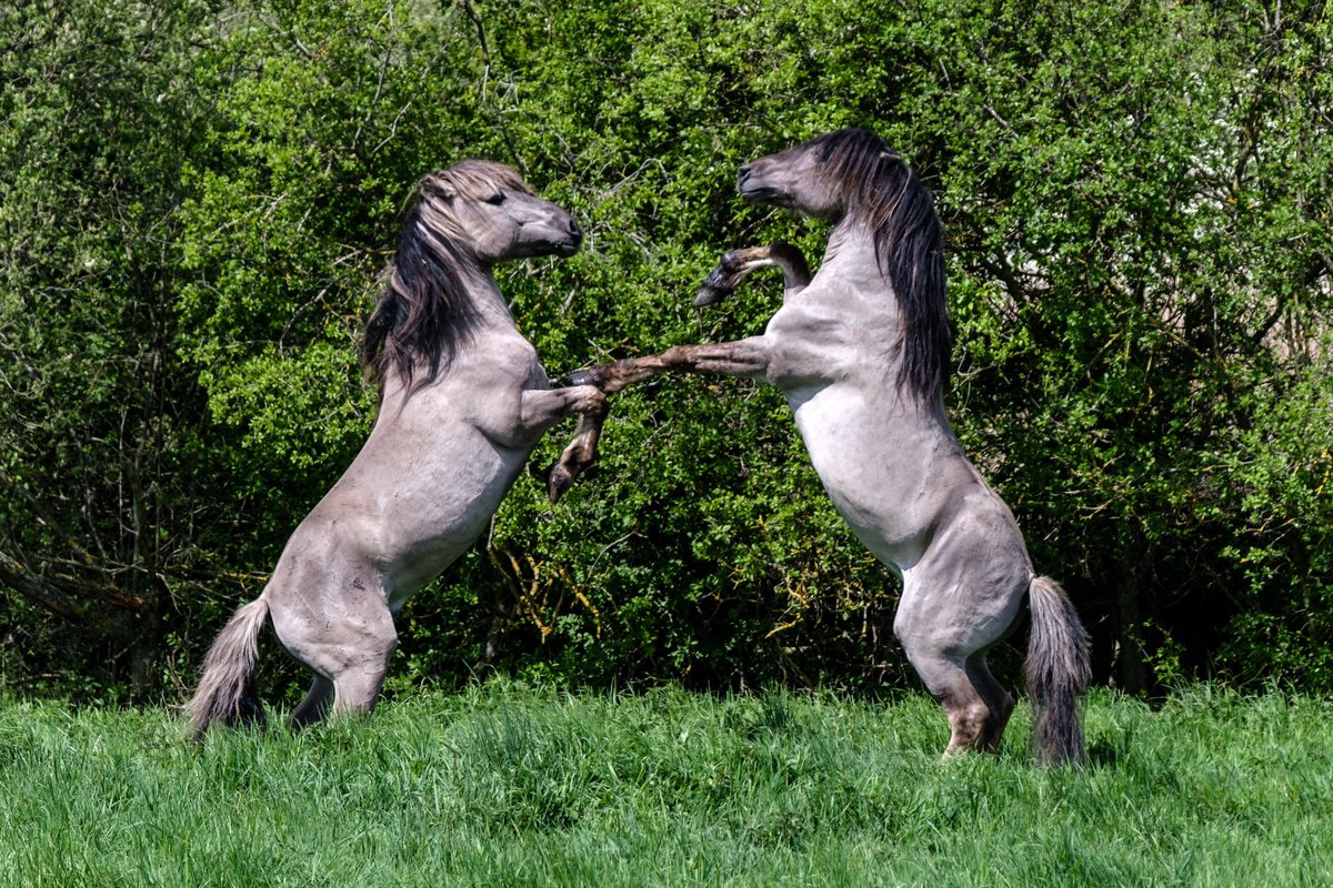 nigelgutgenug's tweet photo. Konik horses sparring (Konik is Polish for small horse) ~ Wicken Fen Nature Reserve, Cambridgeshire.
#fujifilm #fujifilmxt3 #fujinon #wickenfen #horses #konik #outsideisfree #thefens #fascinatingfens #fenland https://t.co/53o6OR4M53