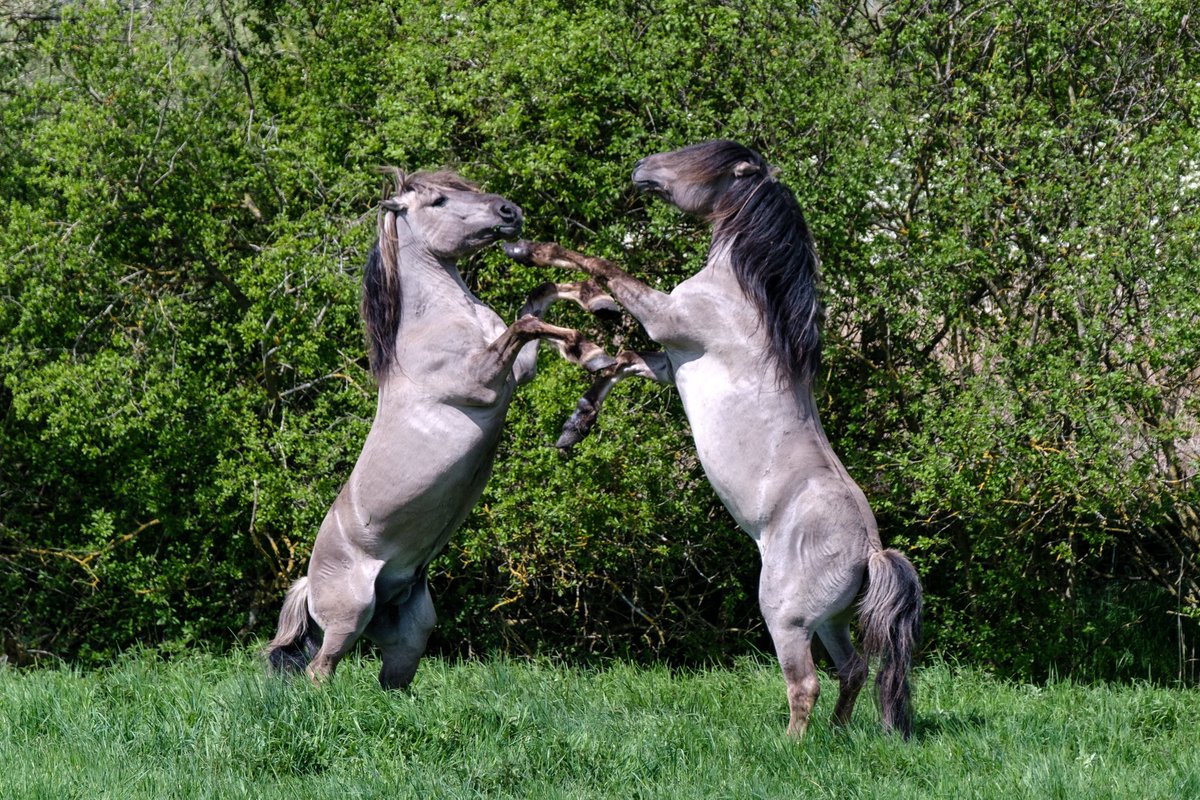 nigelgutgenug's tweet photo. Konik horses sparring (Konik is Polish for small horse) ~ Wicken Fen Nature Reserve, Cambridgeshire.
#fujifilm #fujifilmxt3 #fujinon #wickenfen #horses #konik #outsideisfree #thefens #fascinatingfens #fenland https://t.co/53o6OR4M53