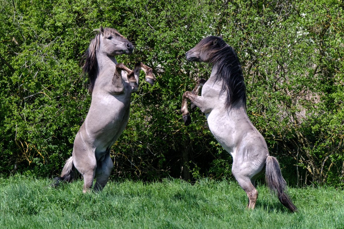 nigelgutgenug's tweet photo. Konik horses sparring (Konik is Polish for small horse) ~ Wicken Fen Nature Reserve, Cambridgeshire.
#fujifilm #fujifilmxt3 #fujinon #wickenfen #horses #konik #outsideisfree #thefens #fascinatingfens #fenland https://t.co/53o6OR4M53
