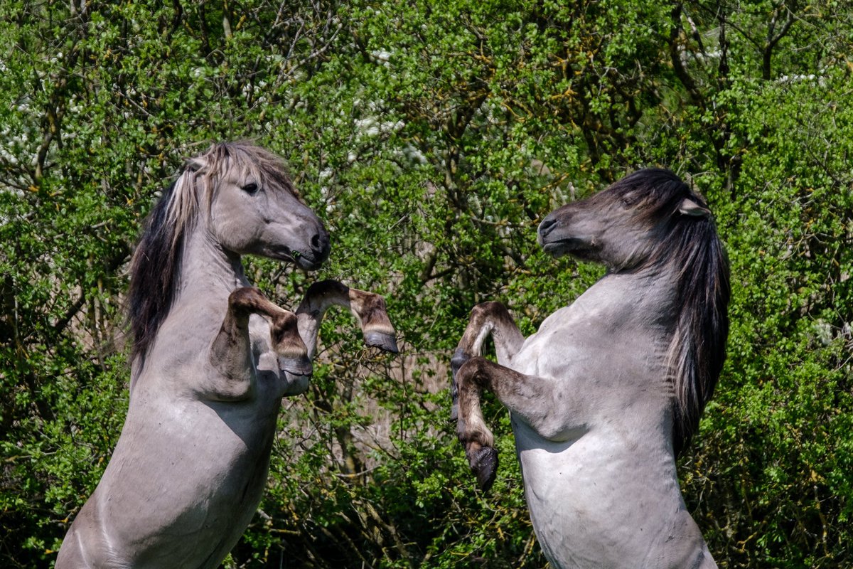 nigelgutgenug's tweet photo. Konik horses sparring (Konik is Polish for small horse) ~ Wicken Fen Nature Reserve, Cambridgeshire.
#fujifilm #fujifilmxt3 #fujinon #wickenfen #horses #konik #outsideisfree #thefens #fascinatingfens #fenland https://t.co/53o6OR4M53