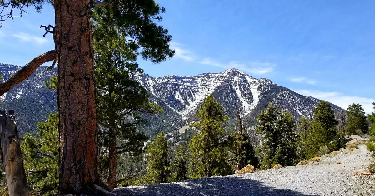 KevinAbsher2's tweet photo. Got in some good altitude training yesterday on the mountain. #TrailRunning #ShitRollsDownHill #TrailRunner #RunHikeClimb #MtCharleston https://t.co/iSFqNrLV9V