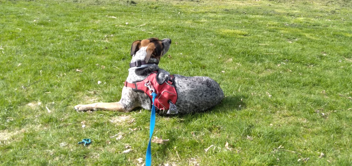 patothegato's tweet photo. The hound part of her caught a whiff of something #dogsoftwitter #bluehealer #cattledog https://t.co/WoRF3sguSX