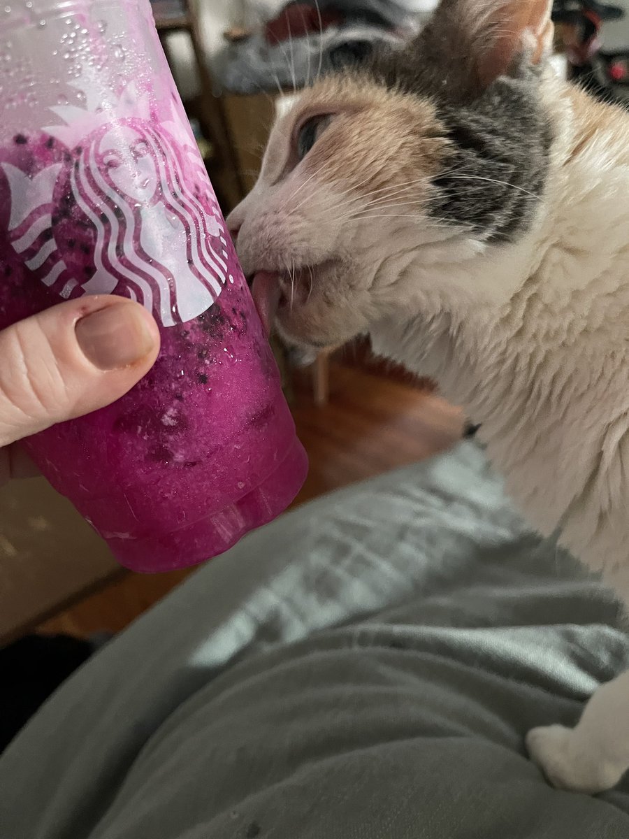 amberkani's tweet photo. The summer weather calls for a @Starbucks dragon drink. https://t.co/8i07XtqyMv
