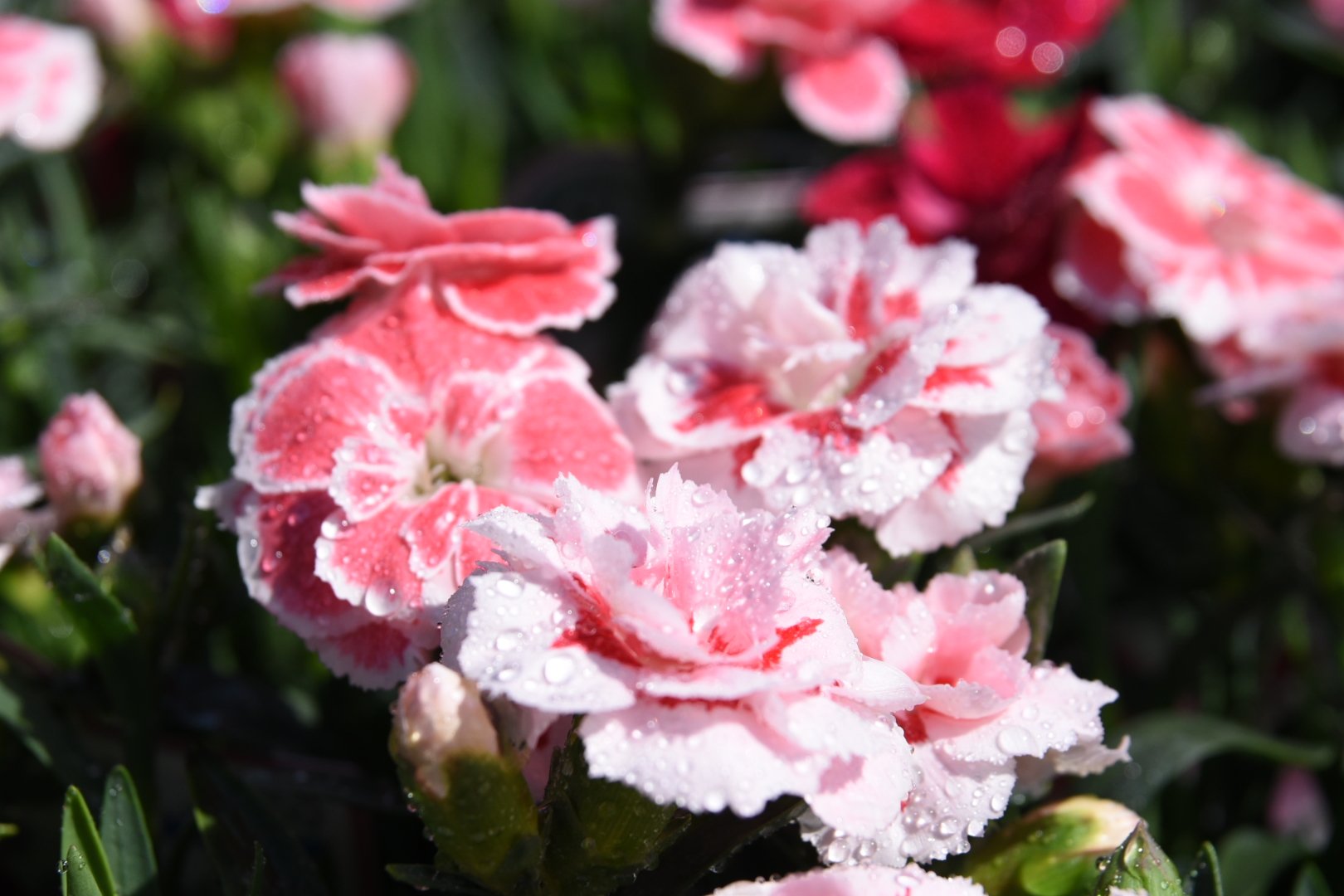 ひろちゃん おはようございます 今日は曇り のお天気で ニワカ雨 の可能性があります 一時的にザッと強く降る恐れがあるため外出の際は雨具があると安心です 昼間もヒンヤリとしそうです 写真は左がカーネーション オスカー 右の上がアリオギネ