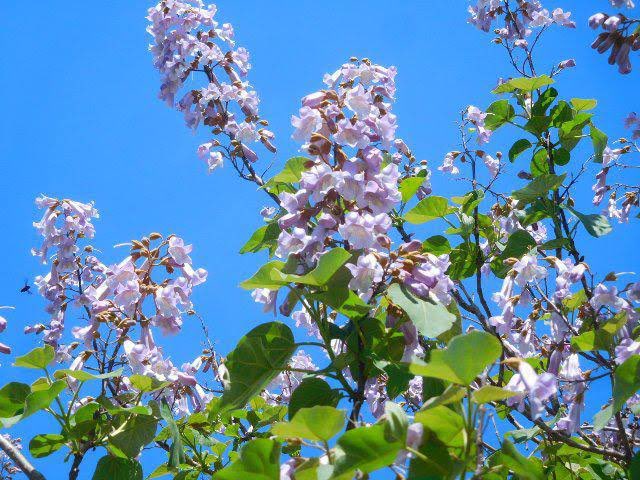 ひろみ S Tweet おはようございます ５月９日 月 優しい繋がりありがとうございます ๑ᴖ ᴖ๑ 今日の花 桐 花言葉 高尚 中国神話の伝説の霊鳥である鳳凰は桐の木にだけ止まるとされ日本でも伝統的に神聖な