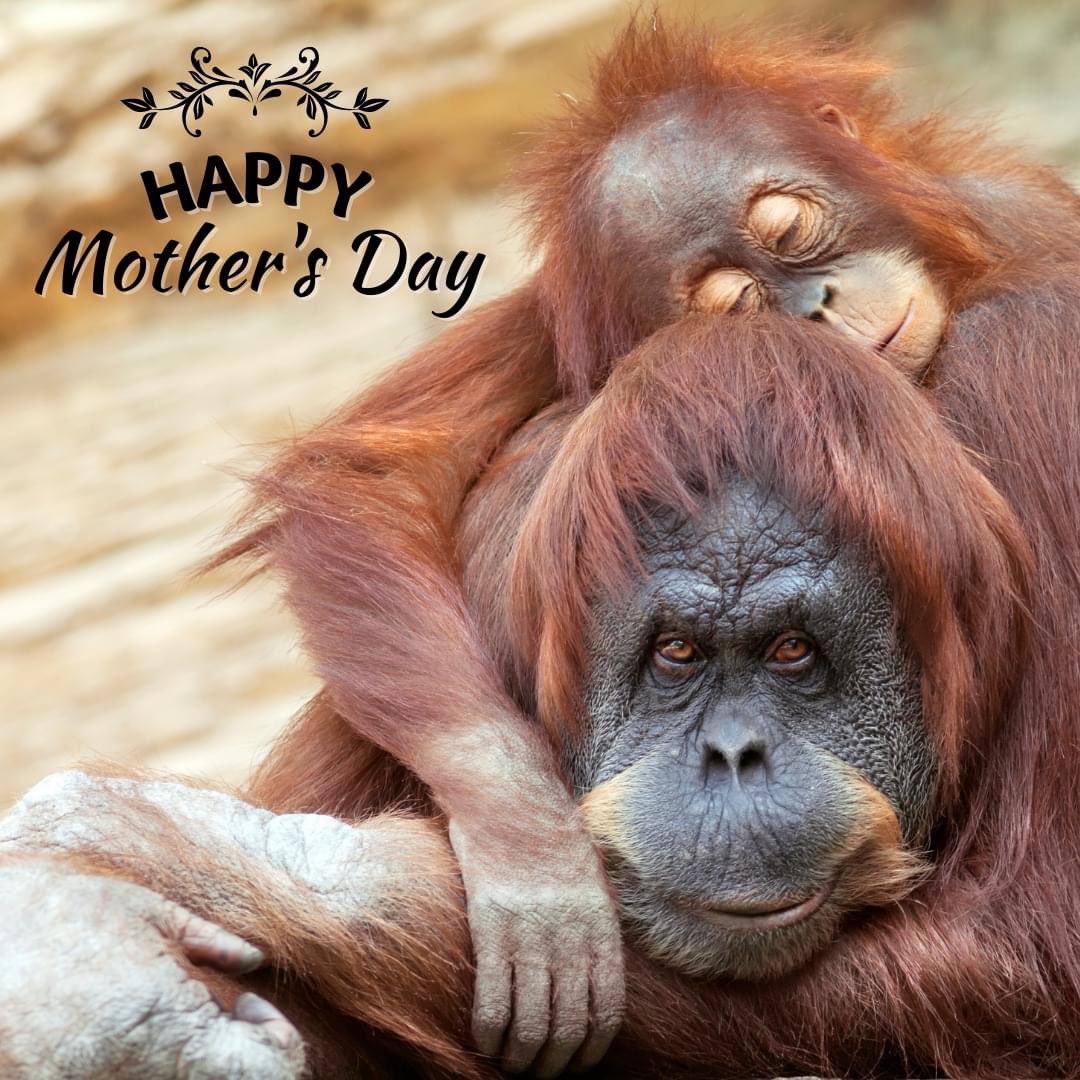 Happy Mother's Day!

#DYK that orangutans have the longest childhood
dependence on their mothers of any other animal in the
world (besides humans). Babies often nurse until
about age 6, and go off on their own at ~7-8 years old