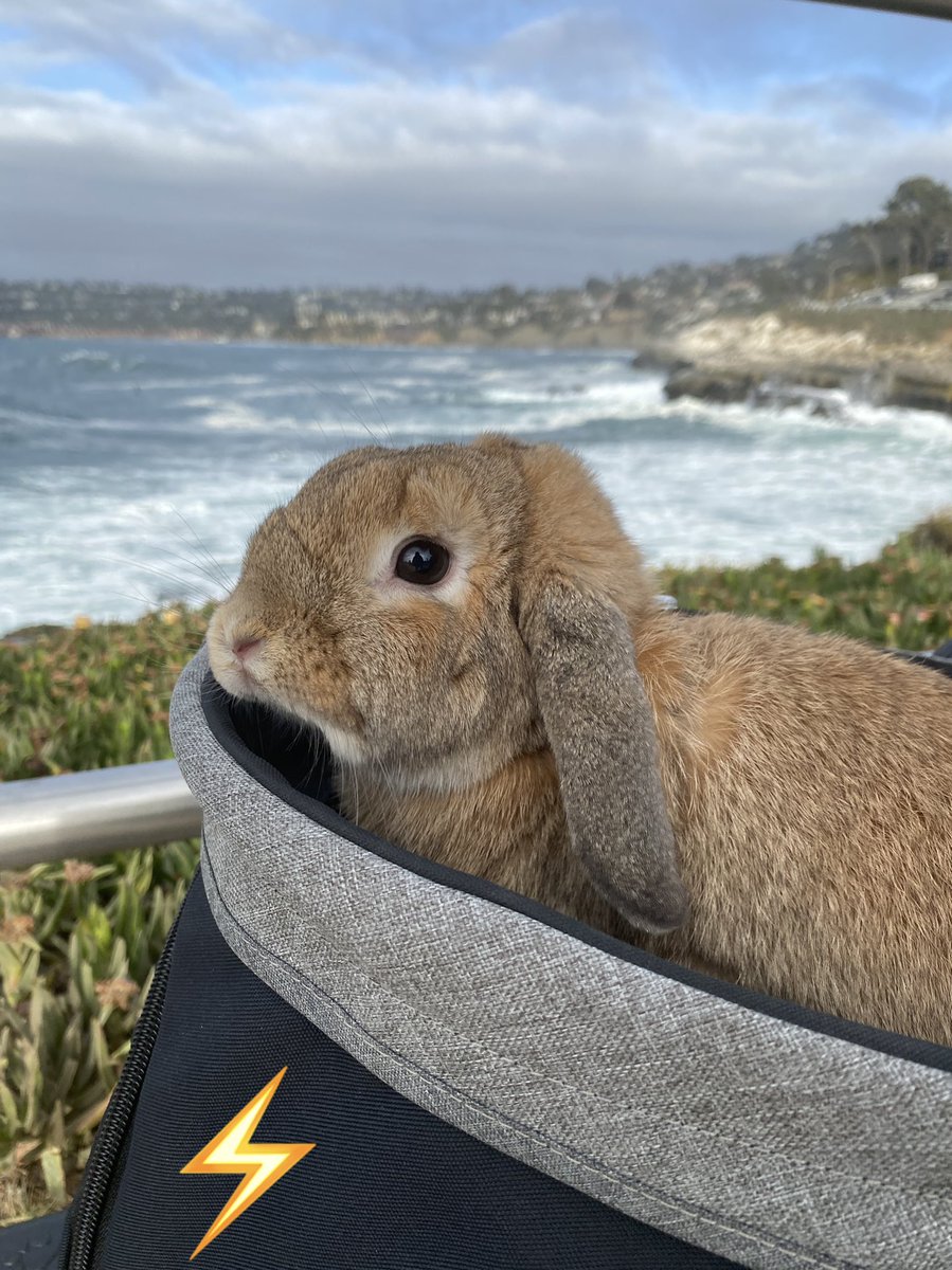 ElectricBun's tweet photo. Cruisin’ La Jolla ⚡️ https://t.co/0rqvOqG0H6