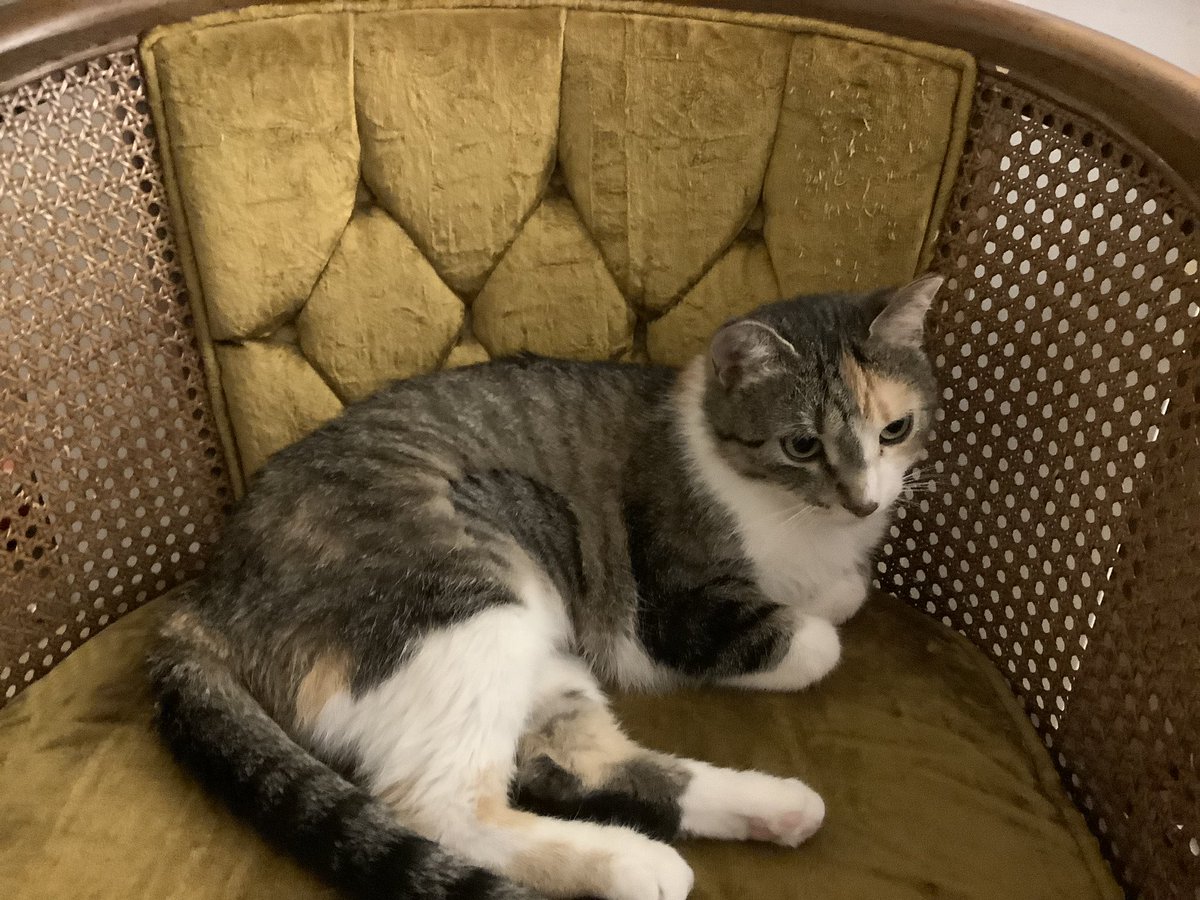 Only1Tracy's tweet photo. Pt. 2 of my Little Miss Sassy praise. #calico #calicocat #dilutecalico #rrar #cat #cats #catphoto #catphotography #catphotos #cutenessoverload🥰 #cuteanimals #cutecats #cutecat #rangeregionalanimalrescue https://t.co/cqIdSMtmhw