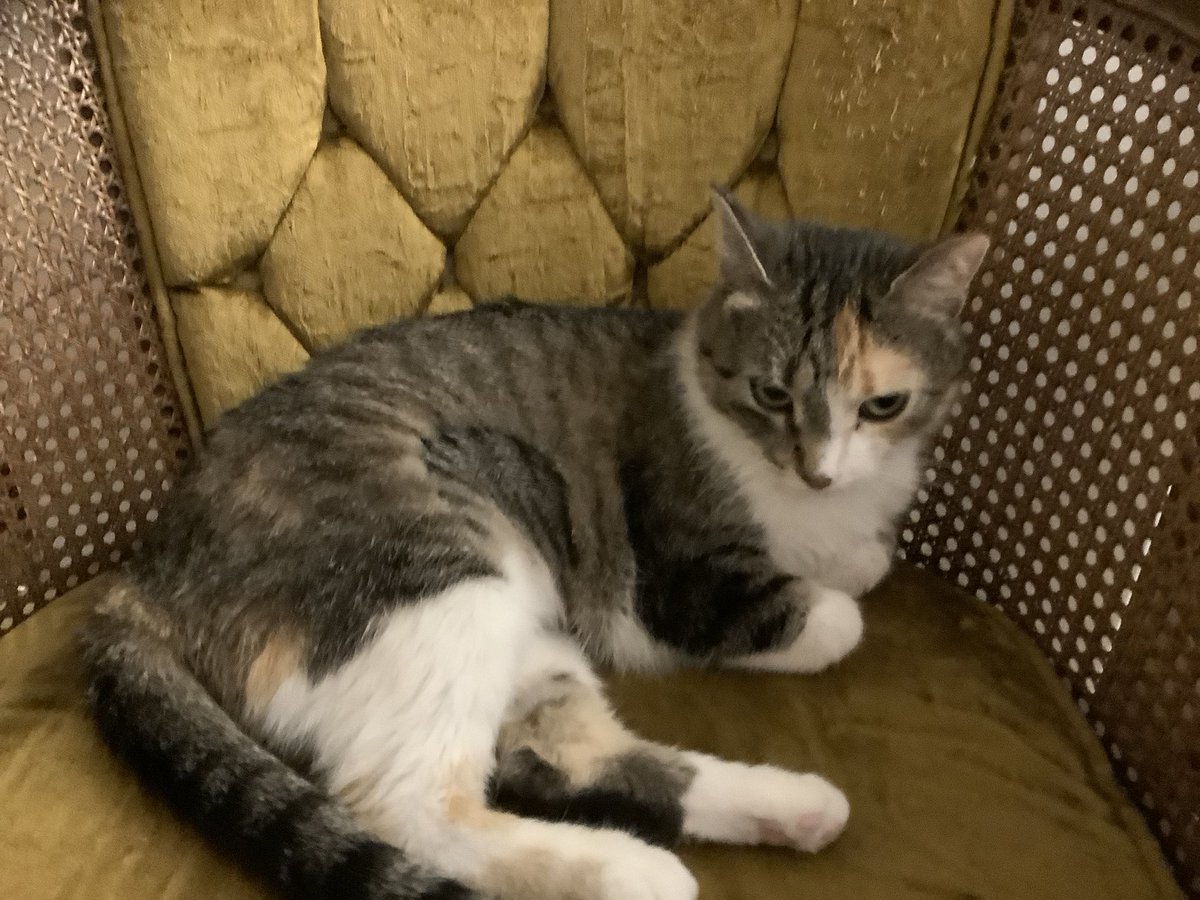 Only1Tracy's tweet photo. Pt. 2 of my Little Miss Sassy praise. #calico #calicocat #dilutecalico #rrar #cat #cats #catphoto #catphotography #catphotos #cutenessoverload🥰 #cuteanimals #cutecats #cutecat #rangeregionalanimalrescue https://t.co/cqIdSMtmhw