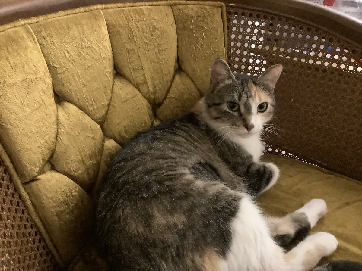 Only1Tracy's tweet photo. Pt. 2 of my Little Miss Sassy praise. #calico #calicocat #dilutecalico #rrar #cat #cats #catphoto #catphotography #catphotos #cutenessoverload🥰 #cuteanimals #cutecats #cutecat #rangeregionalanimalrescue https://t.co/cqIdSMtmhw