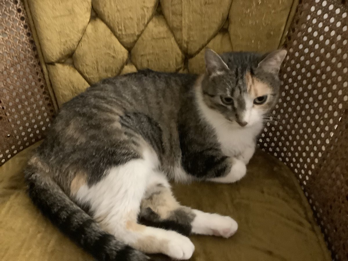 Only1Tracy's tweet photo. Pt. 1 I can’t help but go on about Little Miss Sassy. I give high praise to #rangeregionalanimalrescue as this little girl has the sweetest & gentlest disposition I have ever encountered. The only rough stuff from her is only on her toys. #calico #calicocat #dilutecalico #rrar https://t.co/u0rJvIgHvE