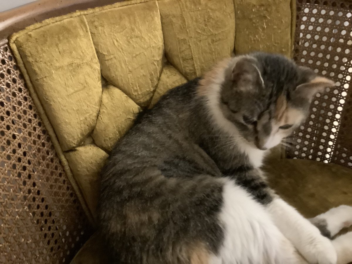 Only1Tracy's tweet photo. Pt. 1 I can’t help but go on about Little Miss Sassy. I give high praise to #rangeregionalanimalrescue as this little girl has the sweetest & gentlest disposition I have ever encountered. The only rough stuff from her is only on her toys. #calico #calicocat #dilutecalico #rrar https://t.co/u0rJvIgHvE