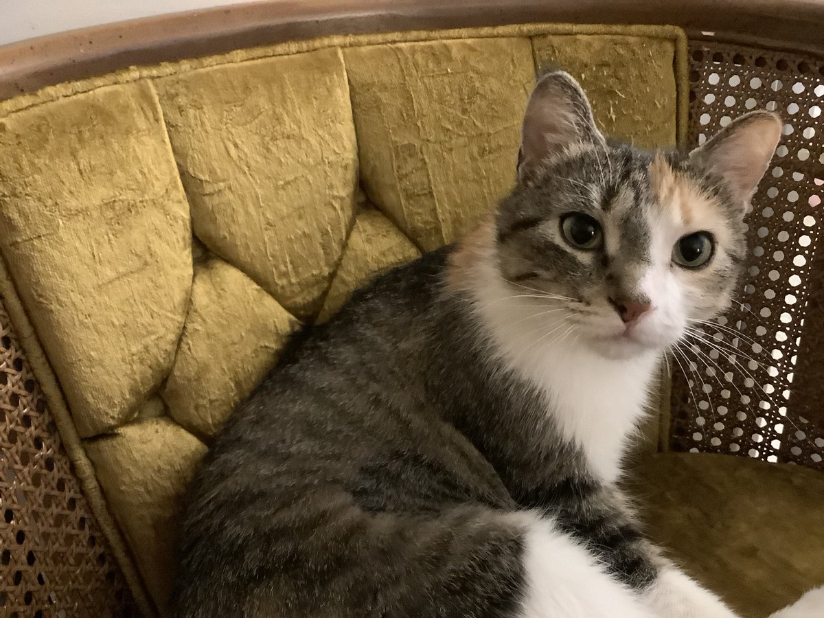 Only1Tracy's tweet photo. Pt. 1 I can’t help but go on about Little Miss Sassy. I give high praise to #rangeregionalanimalrescue as this little girl has the sweetest & gentlest disposition I have ever encountered. The only rough stuff from her is only on her toys. #calico #calicocat #dilutecalico #rrar https://t.co/u0rJvIgHvE