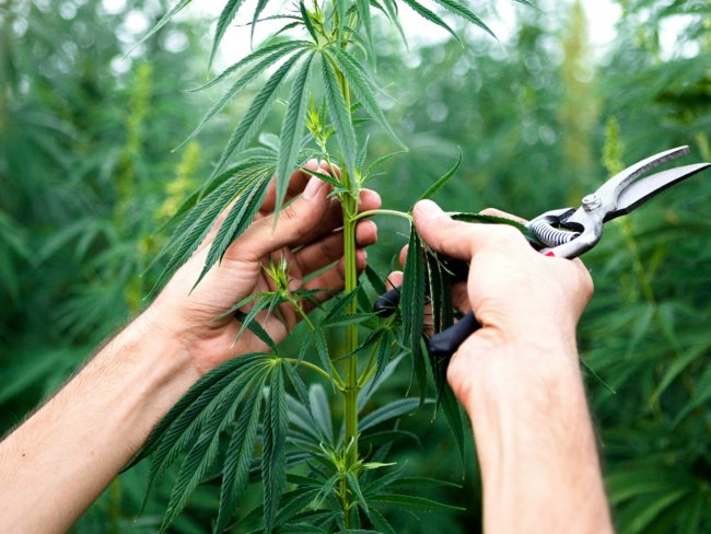 myshine_tech's tweet photo. Cannabis compounds can keep #Covid-19 virus from entering human cells, but #vaping and #smoking weed won’t, claims study

hope the #covid19 gone soon. hope ours #world peace for ever.
https://t.co/TDJgkgcIUY 来自 @ETPanache https://t.co/wUFM7K6icP