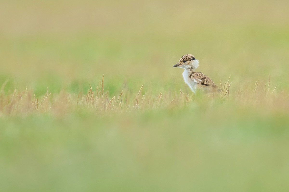Anindita_DM's tweet photo. Good morning 😀😀😀😀😀
#BBCWildlifePOTD #NaturePhotography #nature #natgro #wildlifephotography #natureinfocus #bird #birdwatching https://t.co/r3Ep0jOUlS