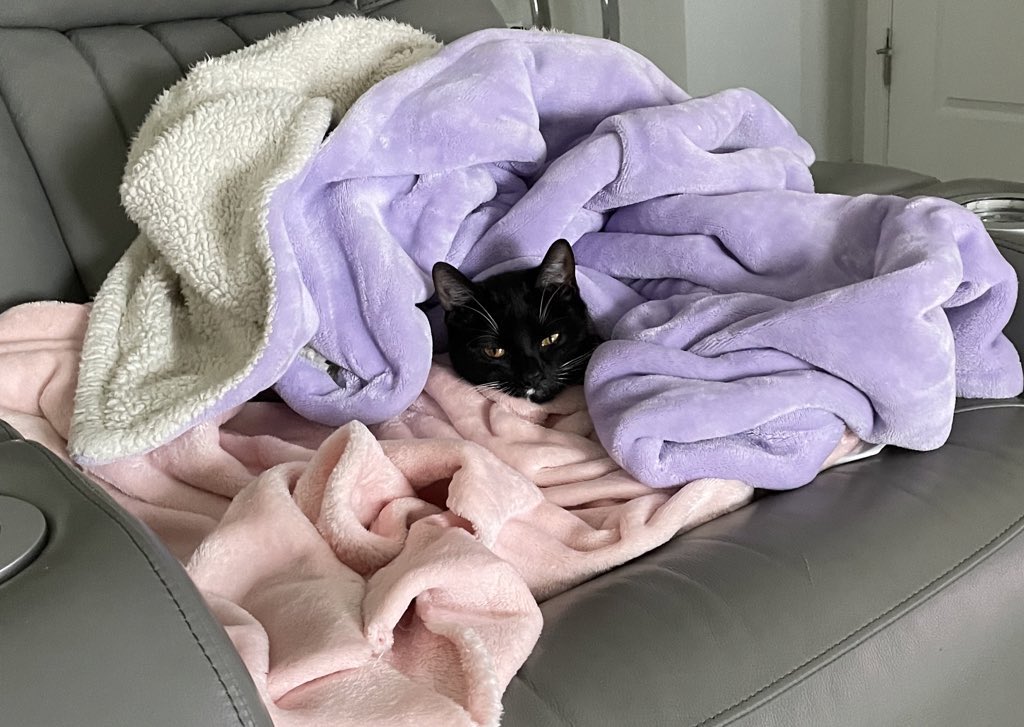 #CatsOfTwitter #CatsofTwittter