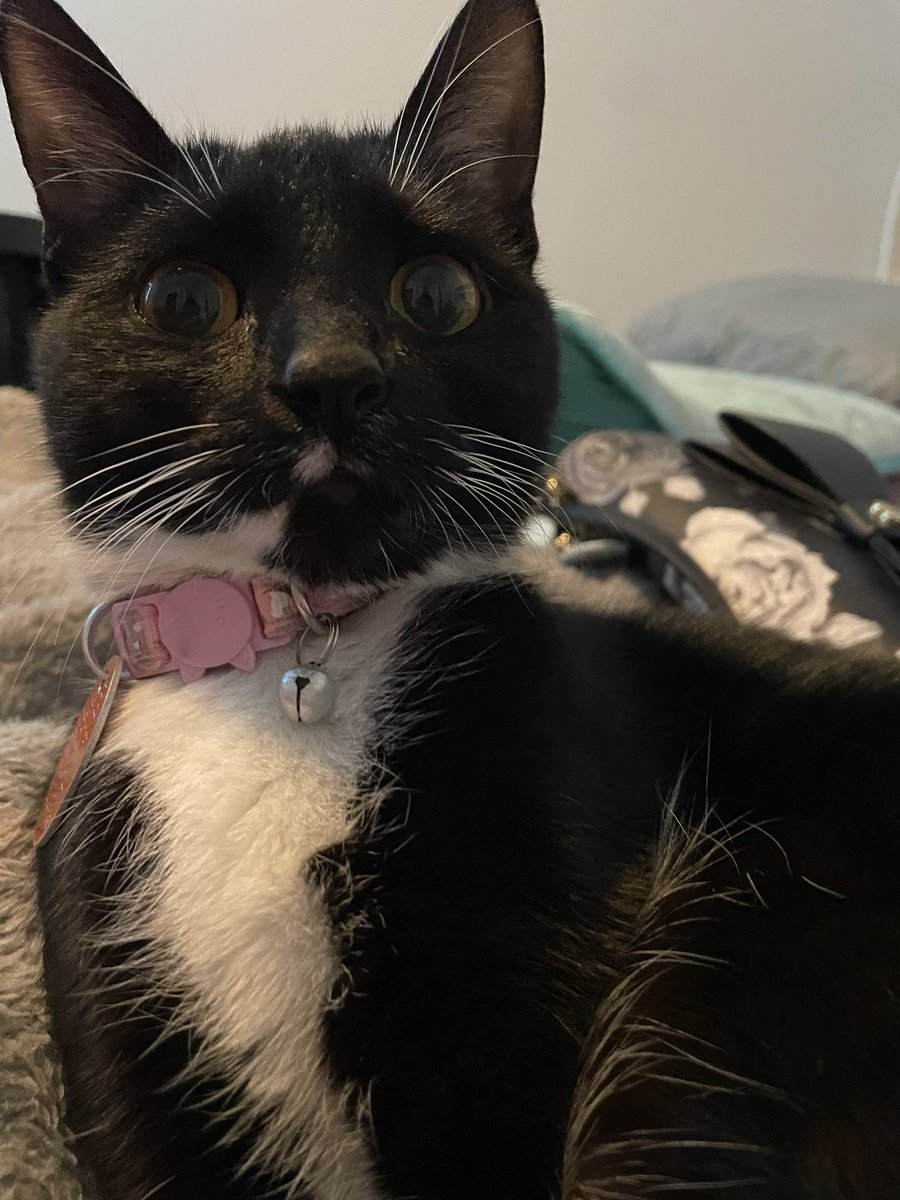 Luna_Ptuna's tweet photo. @Cat__Happy Does tuxedo count ? https://t.co/bvpqpzQXbZ