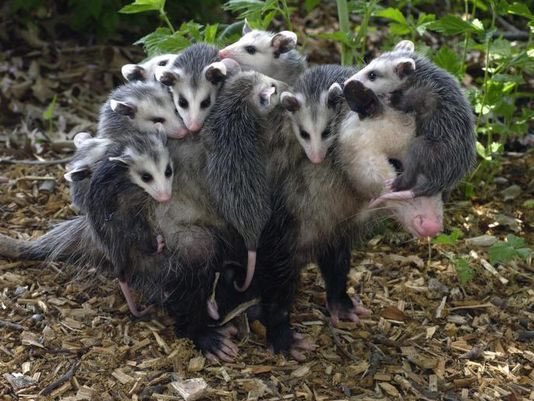 Agatha Chocolats tweet media