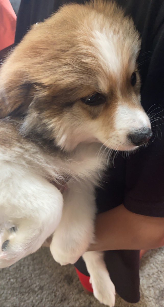 aye_its_ro's tweet photo. Guess I’m a #dogmom now! Ha ha. Welcome to the family “King” 
#australianeskimo #aussieeskimo #10weeks #dog https://t.co/QJNU19u99q