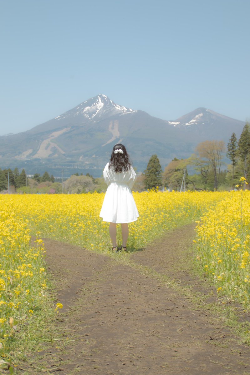 kitaminnon's tweet photo. 福島県の猪苗代ハーブ園。
山の斜面を利用して季節ごとに素敵な花畑になります🌸✨
春は一面黄色の菜の花畑に！

Instagramにも写真あげてます！
@kitami_portfolio https://t.co/KQkh39eKUG