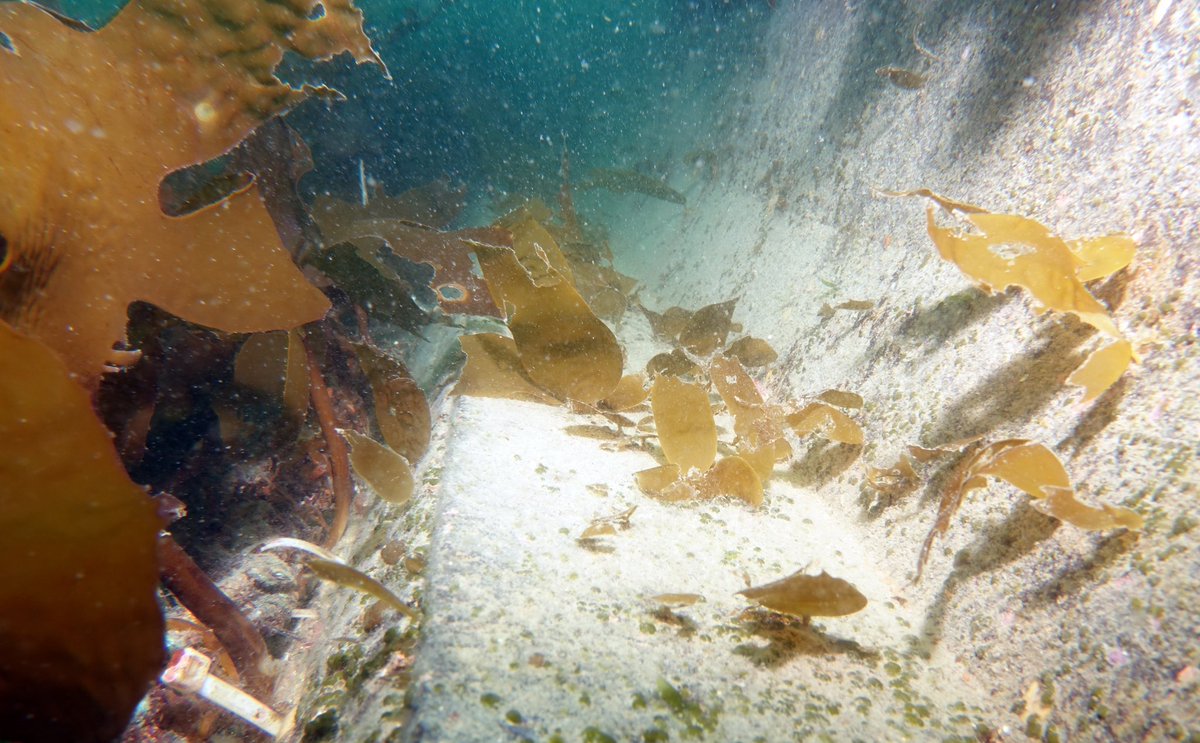 adriatix's tweet image. Super impressive #kelp #restoration projects happening in #Jeju #Korea @dfat Australia-Korea Foundation