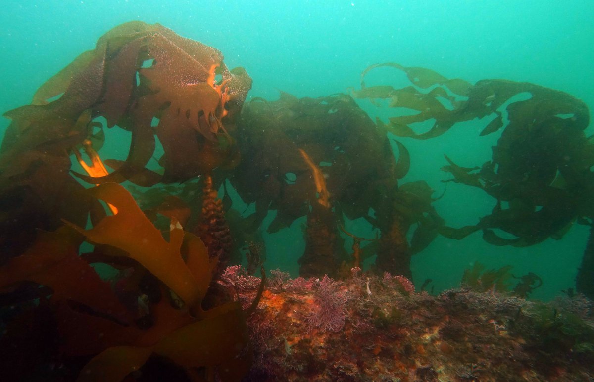 adriatix's tweet image. Super impressive #kelp #restoration projects happening in #Jeju #Korea @dfat Australia-Korea Foundation