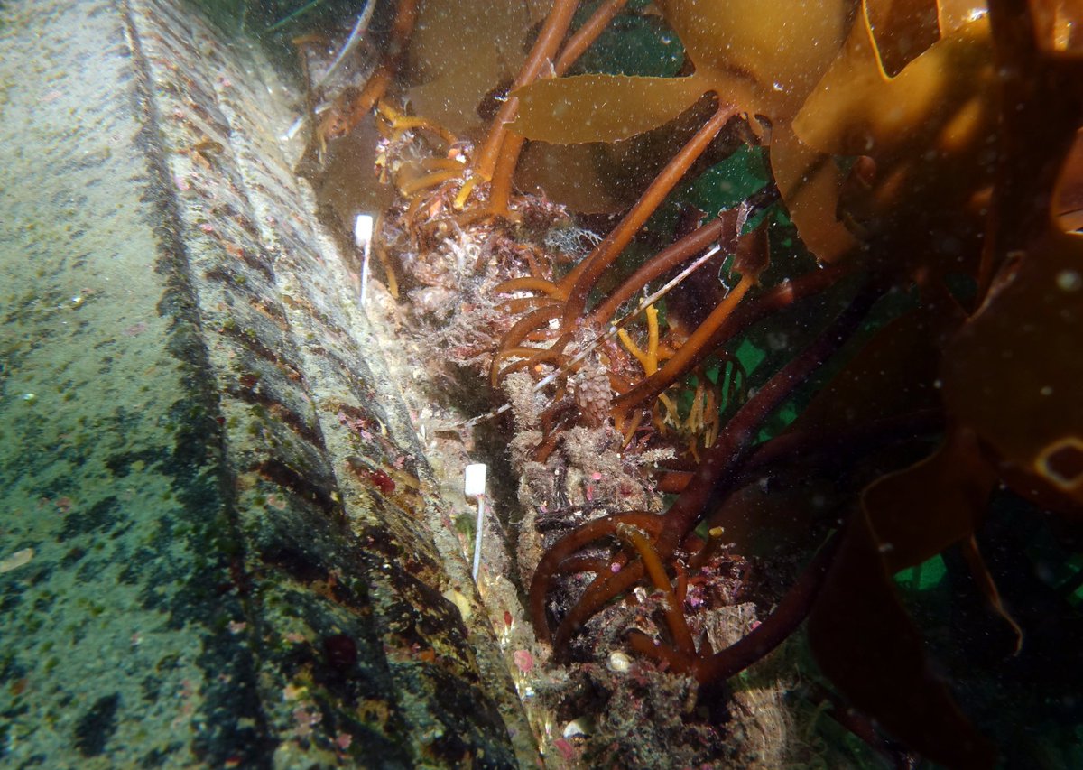 adriatix's tweet image. Super impressive #kelp #restoration projects happening in #Jeju #Korea @dfat Australia-Korea Foundation