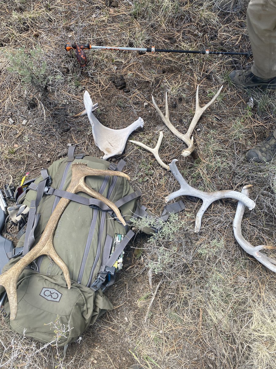 Moose are amazing but I would be happy not to accidentally walk into them again. Both him and me were very startled by the encounter 😂

Great day in the woods 🦌