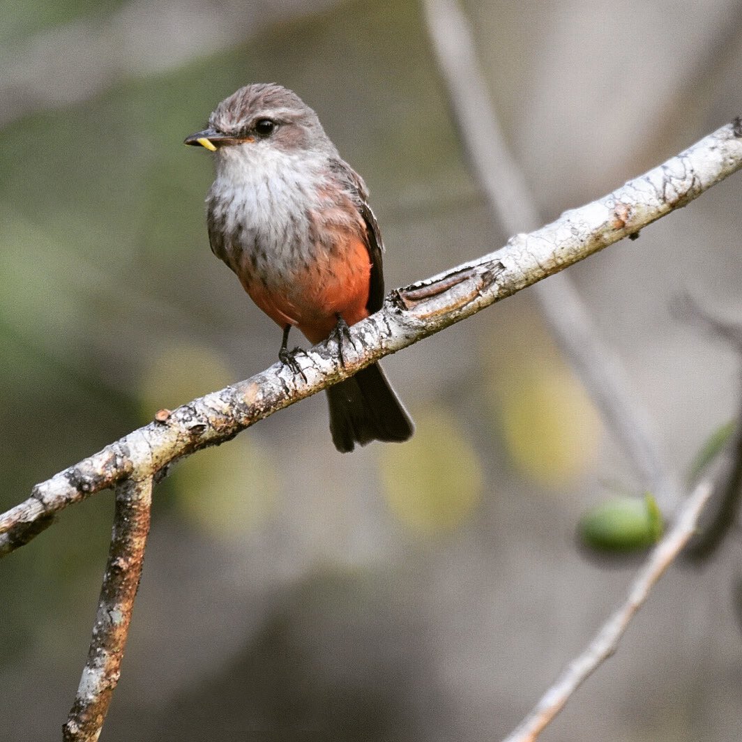 birdsofctwsbz's tweet photo. A mama Vermilion Flycatcher taking food to her chicks
~
Females are delightful in their subtle gray-brown birds with a warm salmon-red blush to the underparts.
~
#birdsofbelize #belizebirds #birdsofcrookedtree #vermilionflycatcher #pyrocephalusrubinus #happymothersday https://t.co/wiJbzpltAU