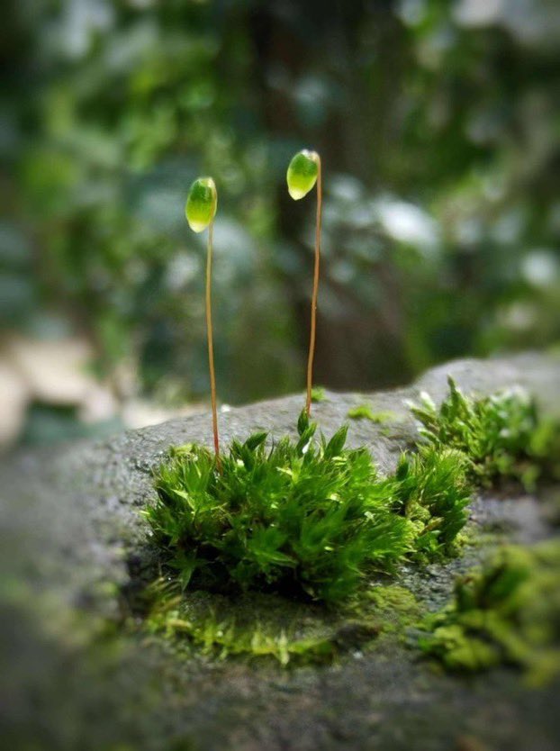 繁华若梦 苔花如米小 也学牡丹开https T Co Cbbw9nexhd Twitter