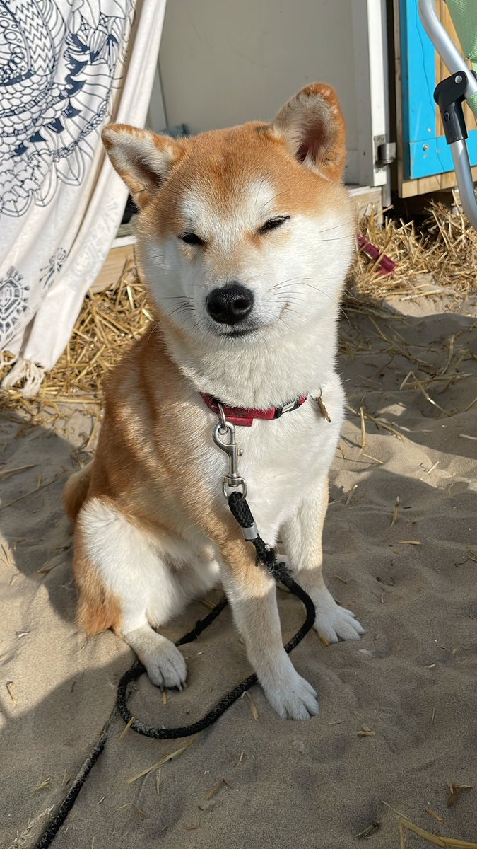___YENTL___'s tweet photo. @elonmusk We will take care of Floki! https://t.co/AyDBY4n52t