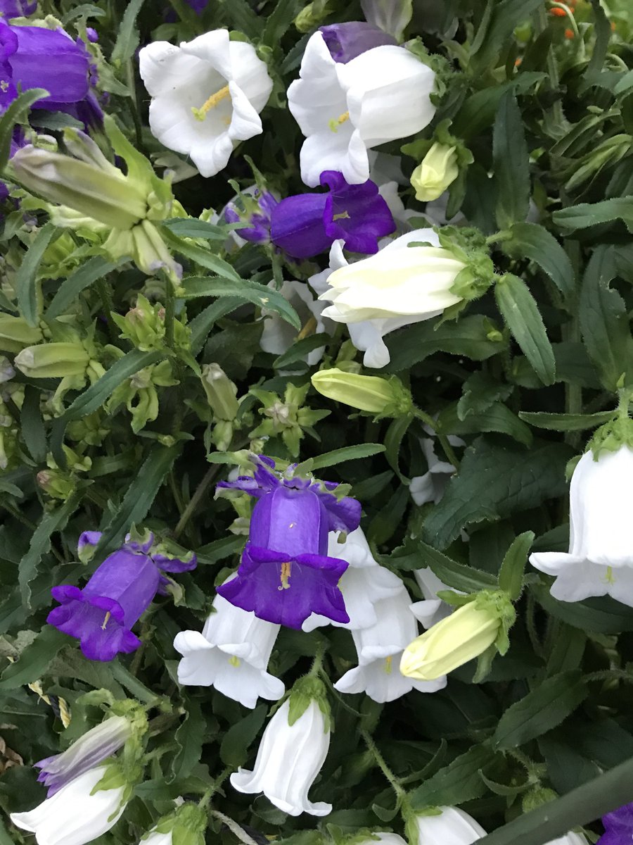 ⌖飴͙村͙ 乱͙数͙⌖ tweet media