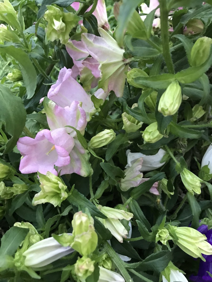 ⌖飴͙村͙ 乱͙数͙⌖ tweet media