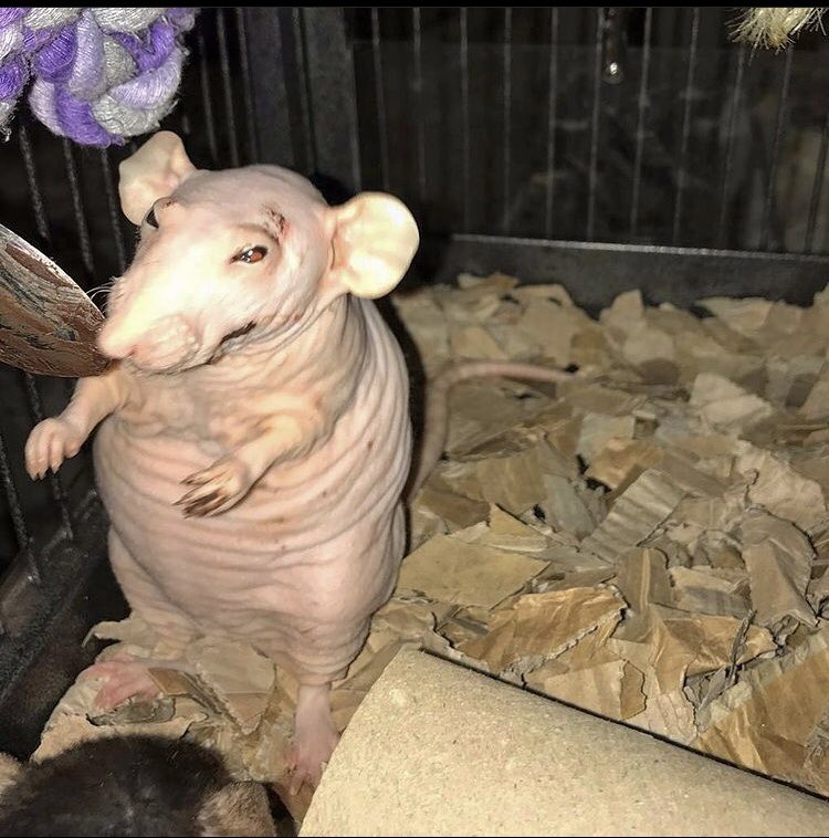 animals going goblin mode (@mischiefanimals) on Twitter photo 