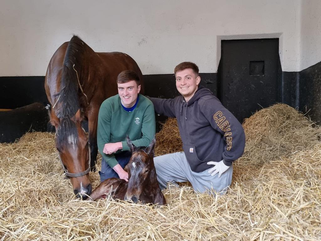 IrishNatStud's tweet photo. Delighted to welcome our 300th foal of the season pictured with students Paul Curran &amp; Luke Hammond 📸🐎 Welcome to the world, a handsome Invincible Spirit colt out of INS mare Mirhab 🌎💙 Destined for glory 👑 Well done to all the INS Team 👏 #insteam #kingofspeed #invincible https://t.co/hsAznhI7Lv