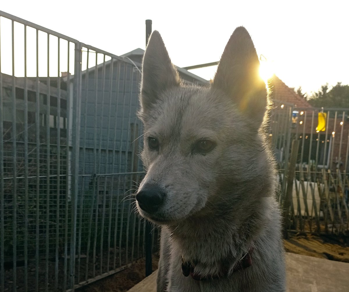 CrushOnMushing's tweet photo. Happy Mother's Day to Zumi who's given all her babies her excellent skill to hunt and kill May Bugs #musherlife #SiberianHusky https://t.co/hGgr7fkjz9