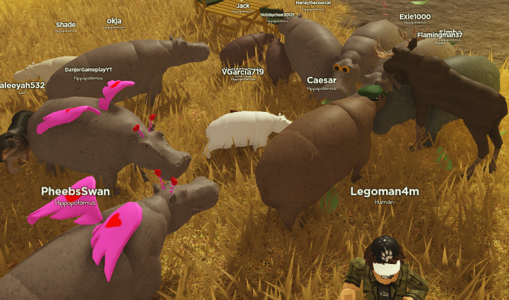 untamedroblox's tweet photo. Our very first ANIMAL SLAM was a huge success!! Thank you for everyone who participated!! #hipporun #groupbirdflight #roblox #robloxdev #community #untamedanimals #untamedplanet https://t.co/cNy15qQDZU