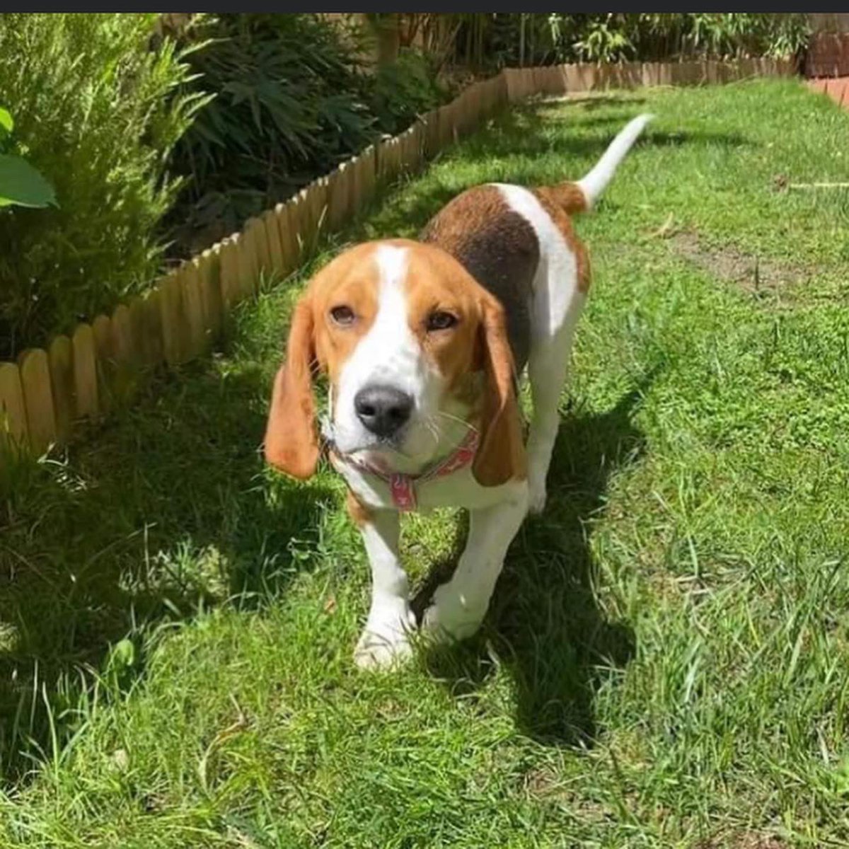 sospelinesprote's tweet photo. Perry tiene año y medio y busca familia. Es sociable y cariñosa. Está en A Coruña. Si quieres conocerla, rellena el cuestionario de nuestro perfil https://t.co/5CDnYm63ap