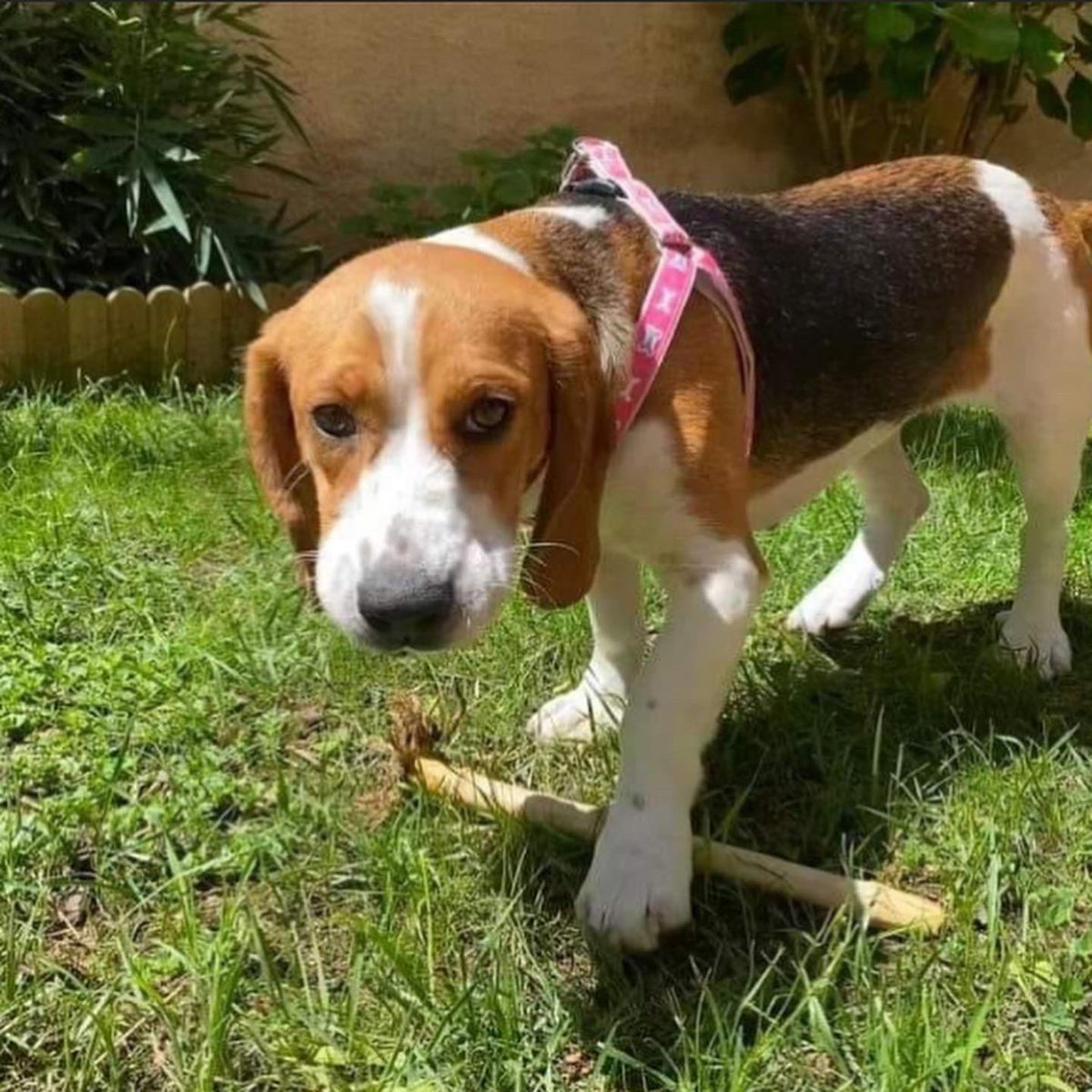 sospelinesprote's tweet photo. Perry tiene año y medio y busca familia. Es sociable y cariñosa. Está en A Coruña. Si quieres conocerla, rellena el cuestionario de nuestro perfil https://t.co/5CDnYm63ap