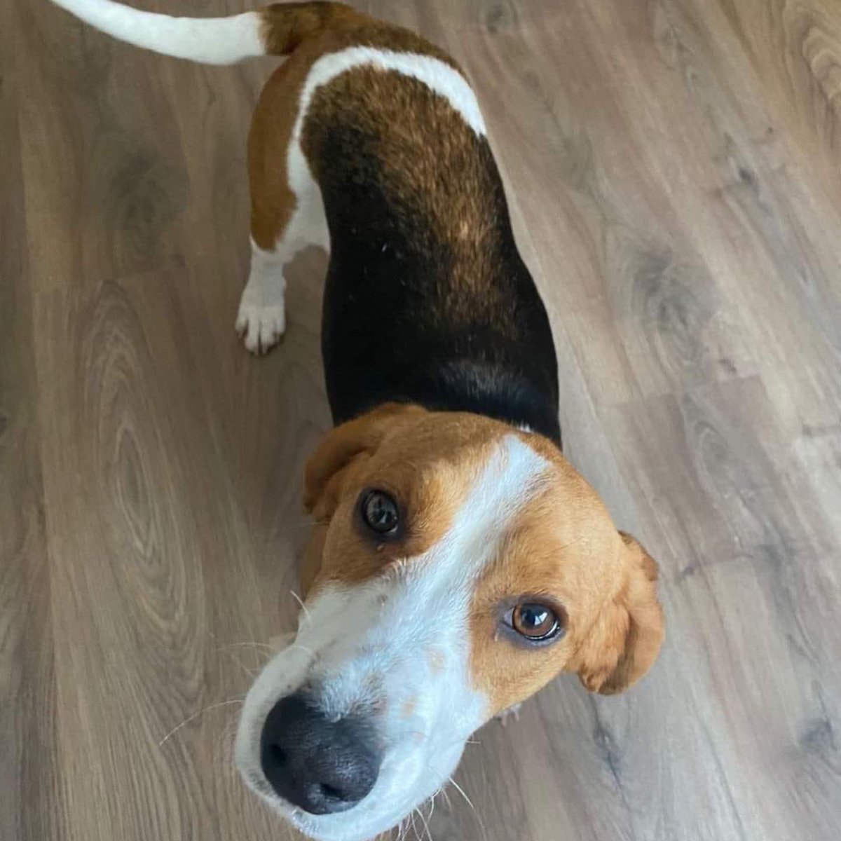 sospelinesprote's tweet photo. Perry tiene año y medio y busca familia. Es sociable y cariñosa. Está en A Coruña. Si quieres conocerla, rellena el cuestionario de nuestro perfil https://t.co/5CDnYm63ap