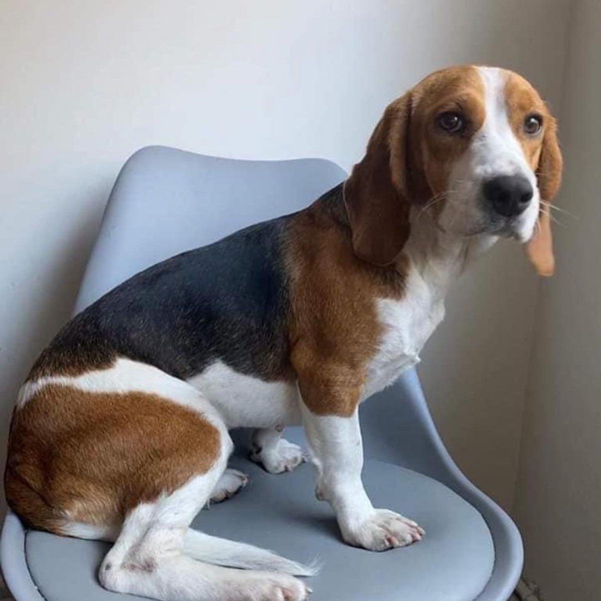 sospelinesprote's tweet photo. Perry tiene año y medio y busca familia. Es sociable y cariñosa. Está en A Coruña. Si quieres conocerla, rellena el cuestionario de nuestro perfil https://t.co/5CDnYm63ap