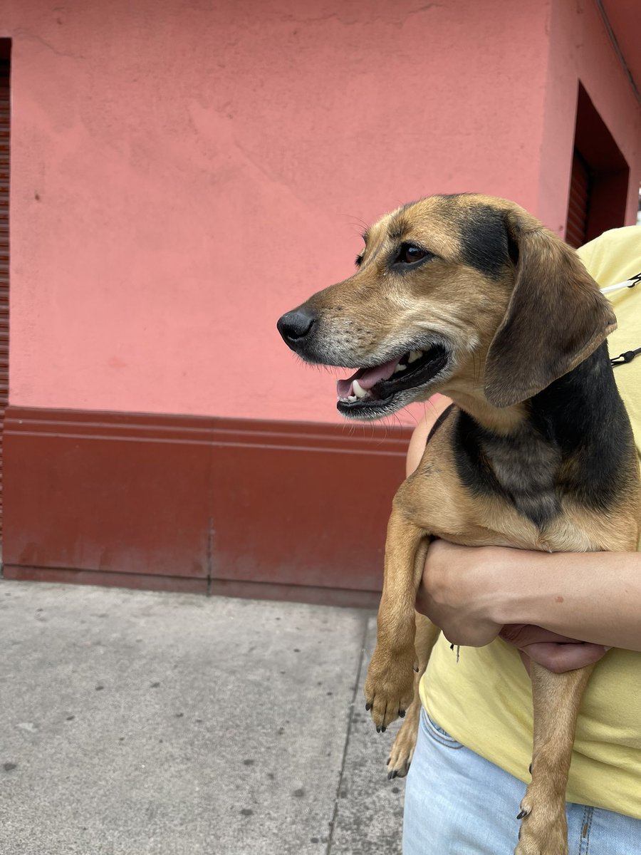 DanielGaenza's tweet photo. Hola! Acabamos de encontrar a este pequeñín muy nervioso corriendo en la Narvarte sobre el Starbucks de Xola. Después de mucho tiempo,logramos agarrarlo para que no lo atropellen.Esta muy nervioso. Si lo reconocen escríbanme por favor @Seg_NapolesDF 
@NarvarteVecinos @_Narvarte https://t.co/Fhcaqn0E6a